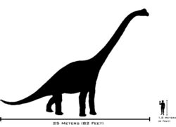 Brachiosaurus - New World Encyclopedia