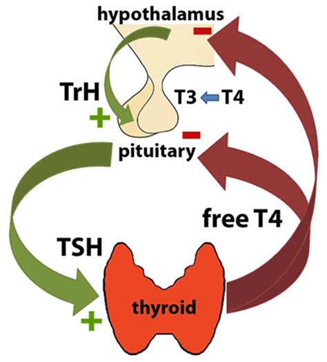 TSH or thyroid stimulating hormone test, TSH levels & TSH interpretation