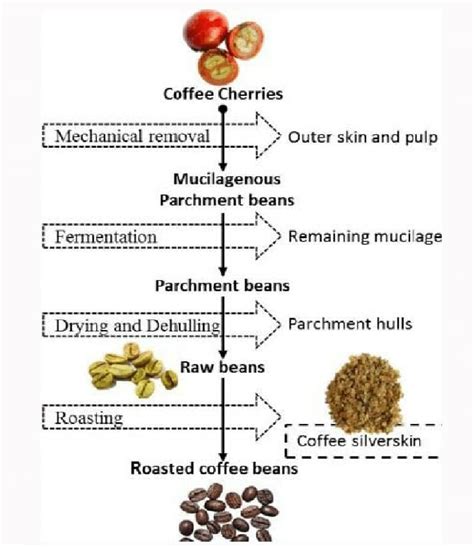 Coffee fermentation what is it – Artofit