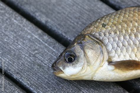 Prussian carp, silver Prussian carp or Gibel carp, Carassius gibelio, a harmful invasive species ...