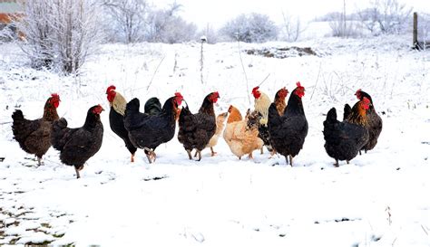 chickens-winter-tips-featured - Hobby Farms