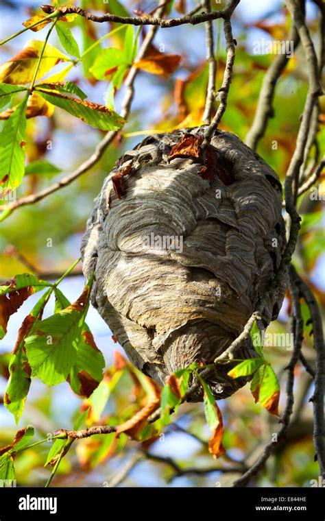 Wasp nest in tree hi-res stock photography and images - Alamy