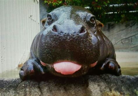 Baby Hippo looks like he's smiling | Baby hippo, Cute baby animals, Baby animals