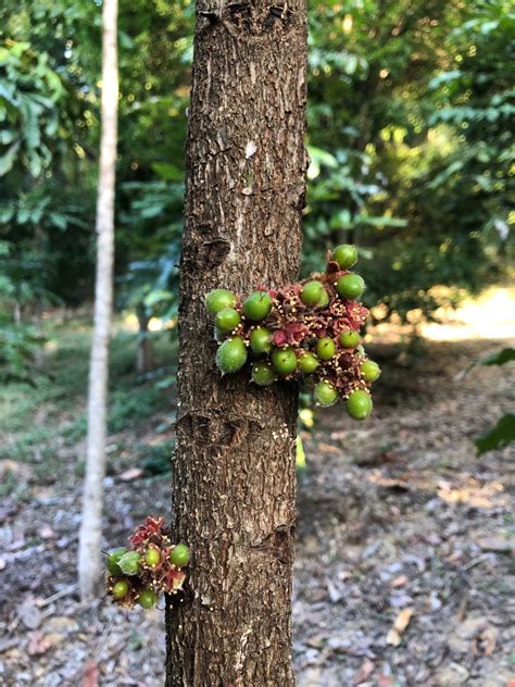 Davidson Plum On Tree Closeup | Creative Native Foods