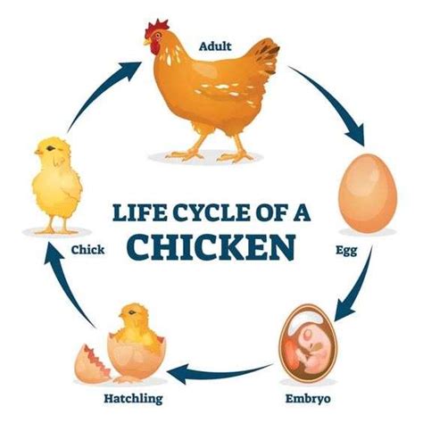 What Is The Life Cycle Of A Chicken?