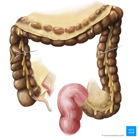 Large intestine: Anatomy, blood supply and innervation | Kenhub