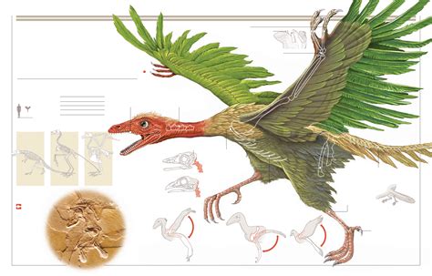 Download Animal Archaeopteryx HD Wallpaper