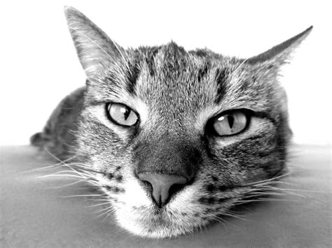 grayscale photo of cat free image | Peakpx