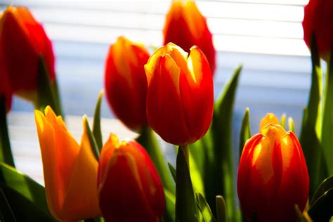 1920x1080 wallpaper | orange tulips | Peakpx