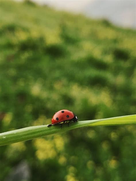 Ladybug On Green Leaf · Free Stock Photo