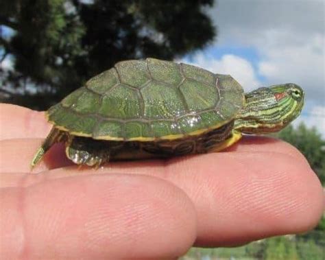 Baby Turtle Care (with Video Guide) - All Turtles