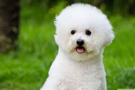 Bichon Wallpapers - Wallpaper Cave