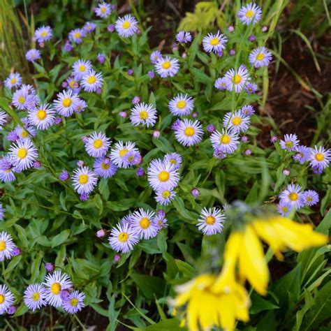 2017 Crested Butte Wildflower Festival - Travel Crested Butte