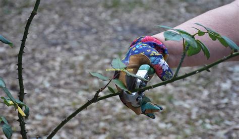 Easy Tips for Pruning AeroGarden Tomatoes in Just 5 Steps – Garden Drift