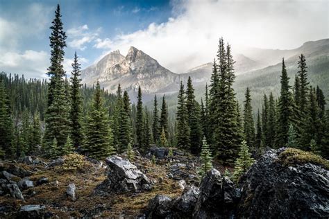 *🇨🇦 Mystic Mountain Forest (Mt Assiniboine Provincial Park, BC) by ...