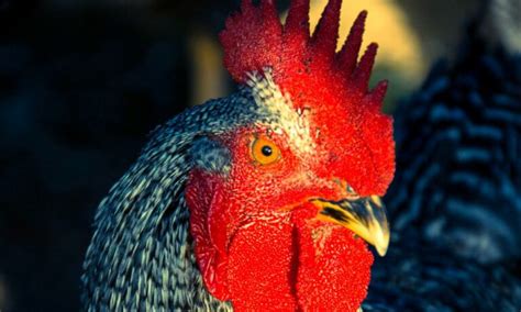 Characteristics, Temperament, & Behaviors Of Barred Rock Roosters