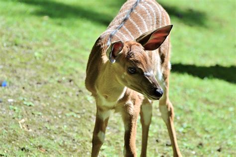 Kudu Antelope Ruminant - Free photo on Pixabay - Pixabay