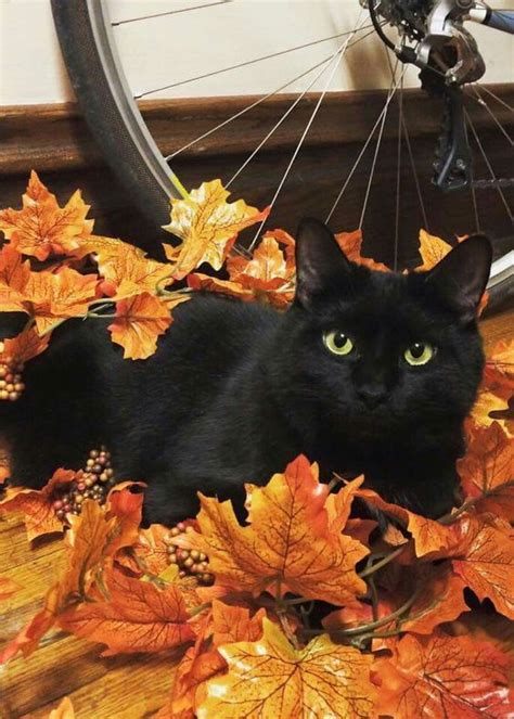 Black cats represent autumn because of Halloween. However, I think ...