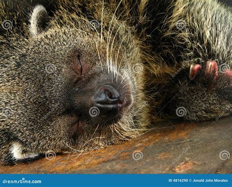 Sleeping Bearcat stock photo. Image of environment, conservation - 4816290