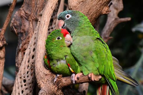 100 Best Names for Lovebirds | PetHelpful