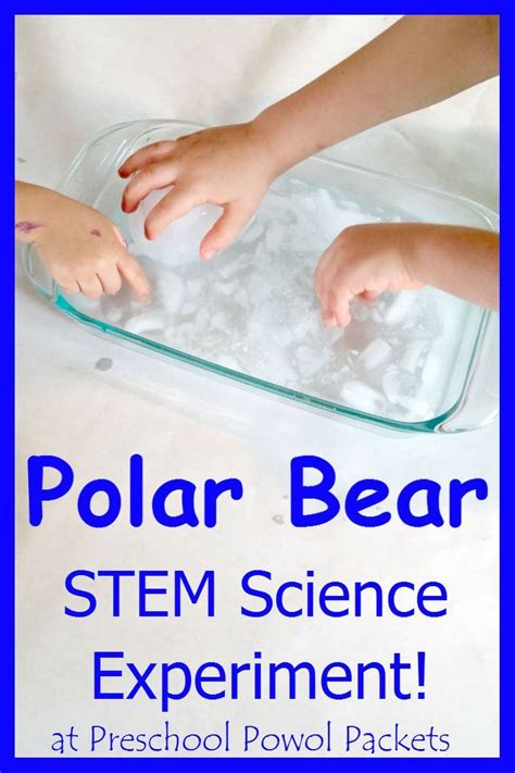 Engage in a Polar Bear Science Experiment