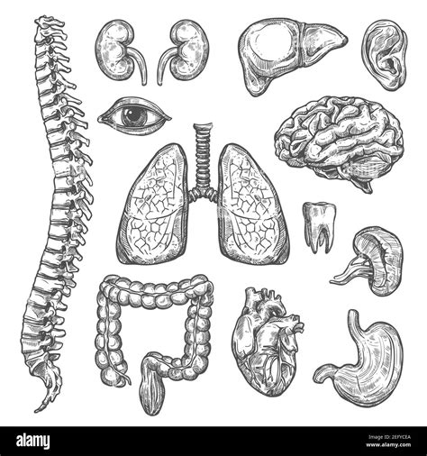 How To Draw Organs - Soupcrazy1