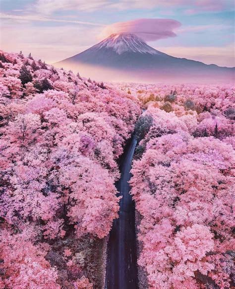 You Can't Miss the Cherry Blossom Festival of Japan