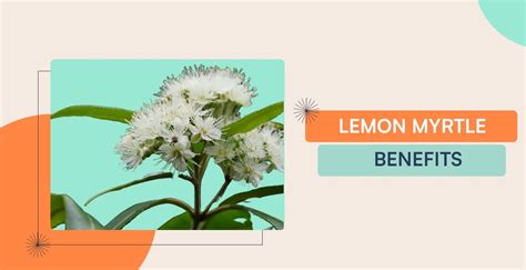 Lemon Myrtle Benefits | A Versatile Herb For Good Health By Fitelo