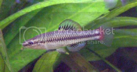 Bluefin Killifish Sat Still - Photo & Video Gallery - NANFA Forum