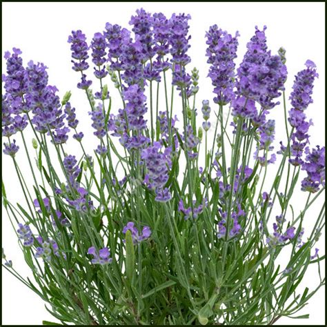 Lavender Bee Zee Light Blue - Buy Plants from Norfolk Herbs