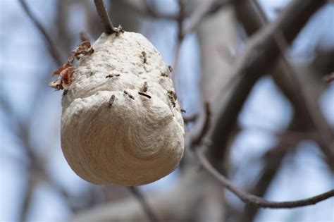 Premium Photo | Closeup shot of a hornet nest with blurred background