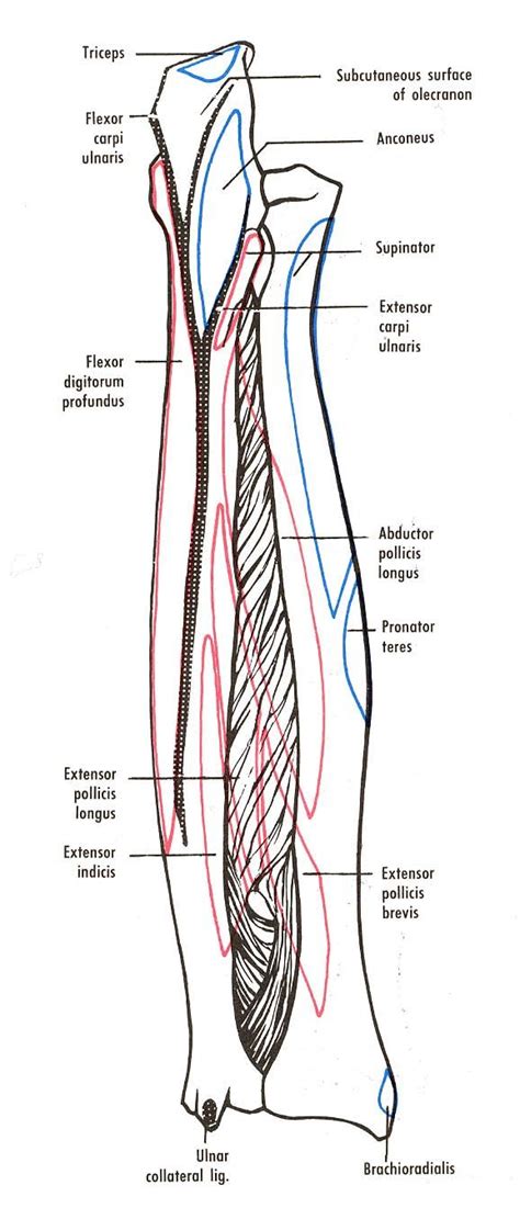 The right radius and ulna, showing muscular and ligamentous attachments, posterior aspect ...