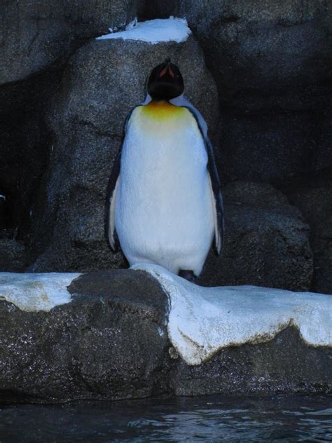 Emperor penguin-front view by sfishffrog on deviantART