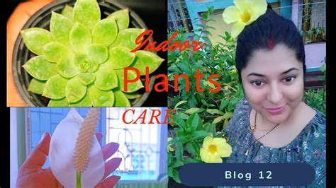 Blog 12 indoor plants care - YouTube