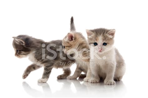 Little Fluffy Kittens Playing Stock Photo | Royalty-Free | FreeImages