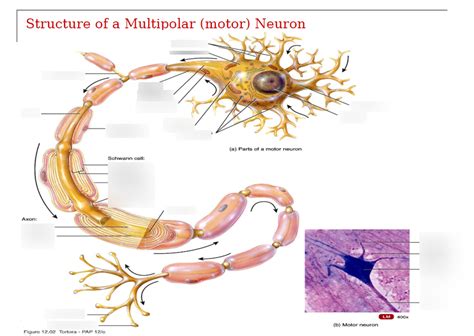 Structure of a multipolar (motor) Neuron Diagram | Quizlet