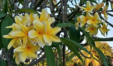 yellow plumeria | Outside plants, Plumeria, Landscaping plants