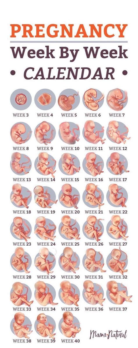 Pregnancy Week By Week Calendar Printable | Free Printable Calendar Monthly