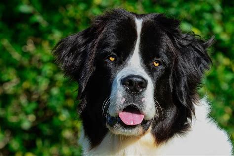 Landseer Breed Information A Comprehensive Guide | DoggOwner