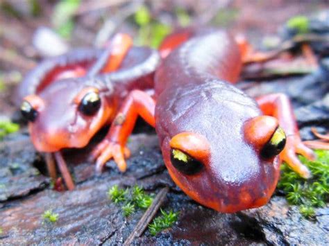 Importing Both Salamanders and Their Potential Destruction - The New York Times