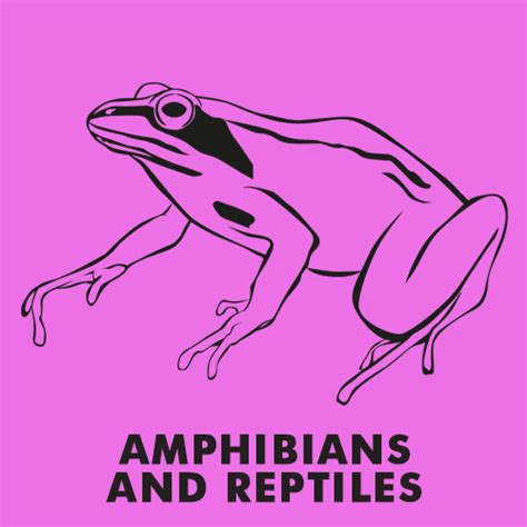Cool Coloring Pages Amphibians and reptiles coloring pages - Cool Coloring Pages | Free ...