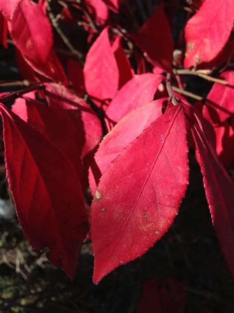 HOW TO GROW EUONYMUS ALATUS - THE BURNING BUSH |The Garden of Eaden