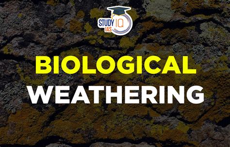 Biological Weathering Definition, Examples, Types, Causes, Agents