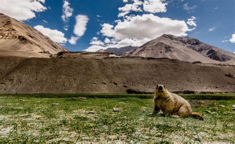 Hemis National Park Tourism (Hemis) (2024) - A Complete Travel Guide