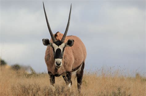 Gemsbok - Berryhill Ranch