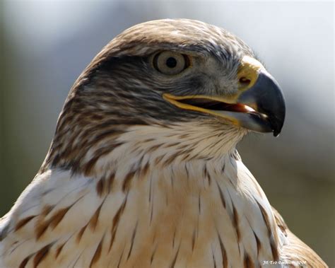 T-bone Images: Arizona's Birds of Prey