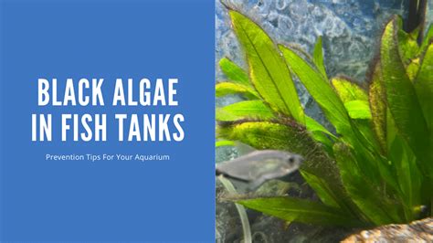 Black Algae In Fish Tank - Causes, Prevention, and Control ...