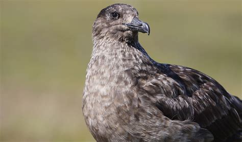 Great skua facts, distribution & population | BioDB