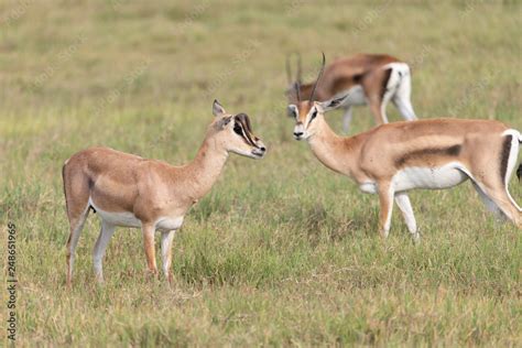 Gazelle with mutated horns in Tanzania Stock Photo | Adobe Stock