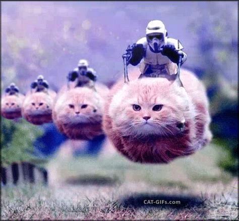 Funny Cat Gifs Star Wars - Cat Mania